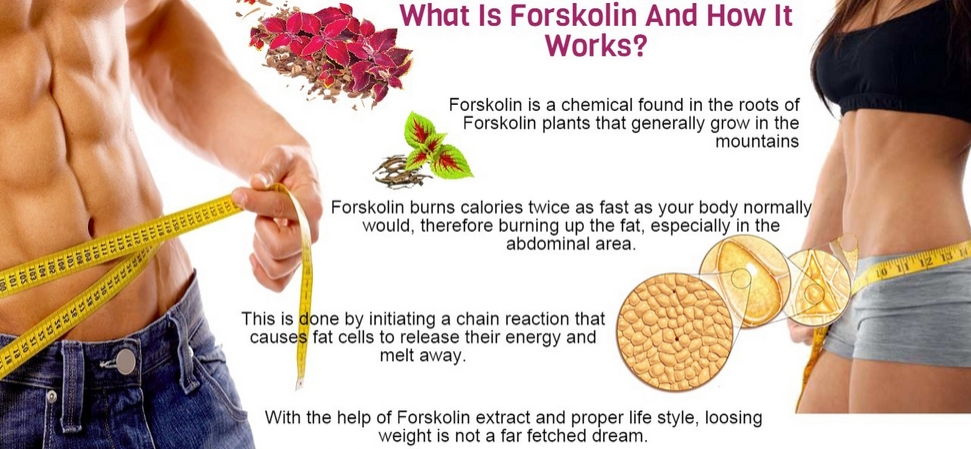 what is forskolin